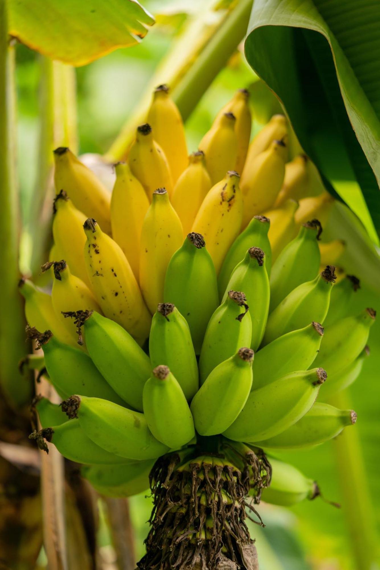 Jungle Haven Ocean Front Eco Villa On Fruit Farm Pahoa Buitenkant foto