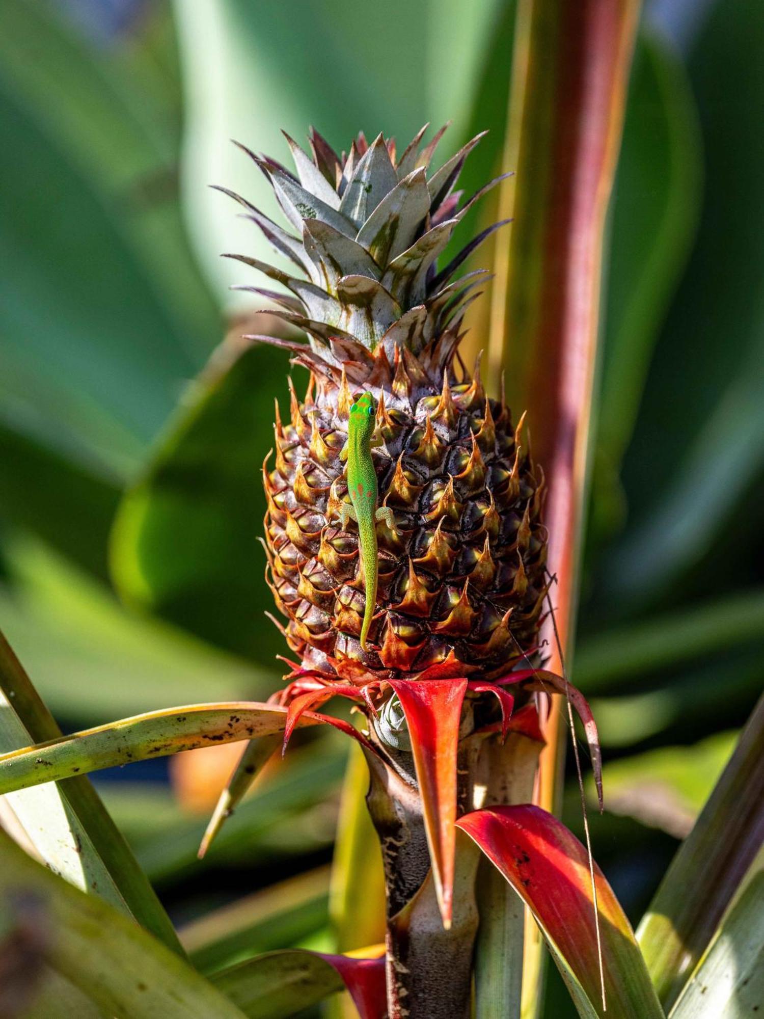Jungle Haven Ocean Front Eco Villa On Fruit Farm Pahoa Buitenkant foto
